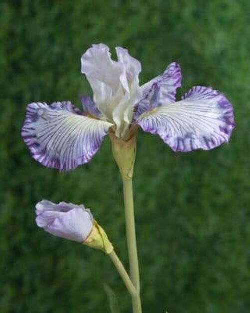 Faux Lilac Iris