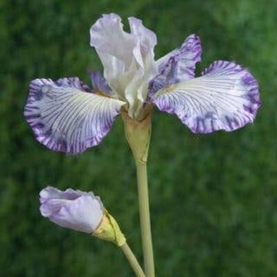 Iris lila sintético