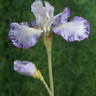 Iris lilas