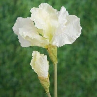 Iris blanco falso