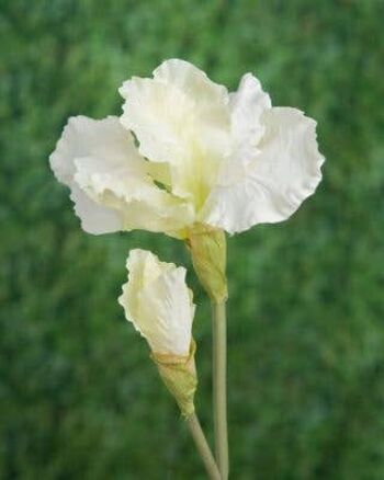 Iris blanc artificiel 1
