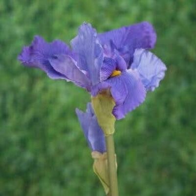 Iris morado falso