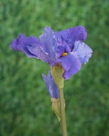 Iris violet artificiel