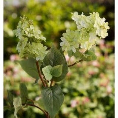 Green Double Headed  Lilac Stems