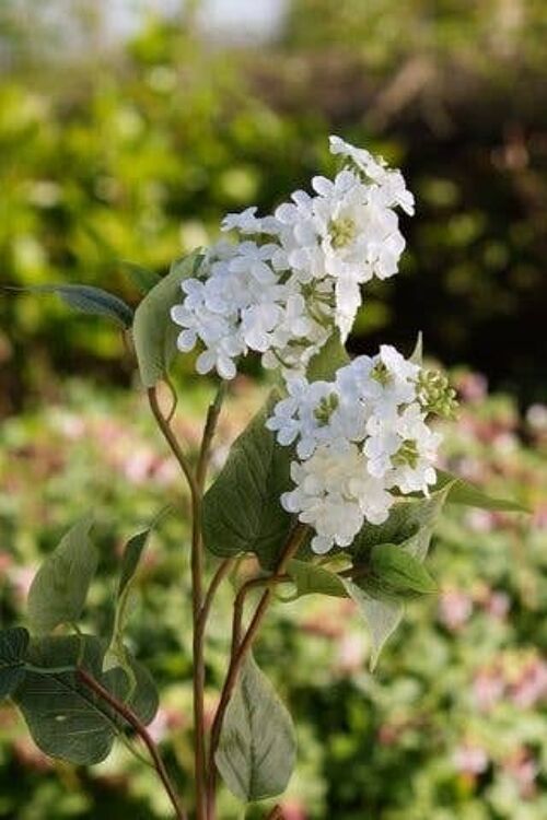 White Double Headed Lilac Stems