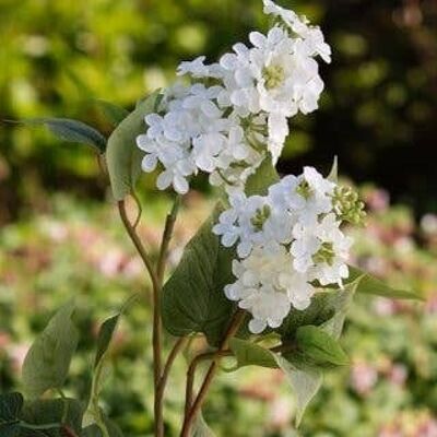 Tallos lilas de doble cabeza de color blanco sintético