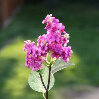 Dark Pink Lilac Short Stem