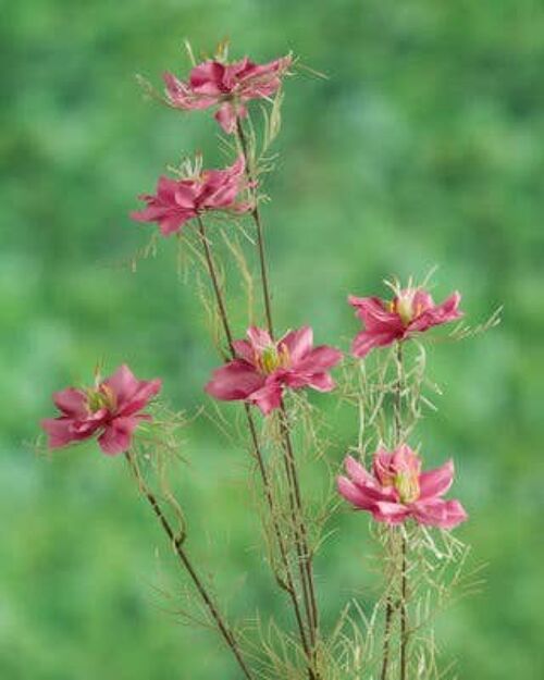 Pink Love in the Mist