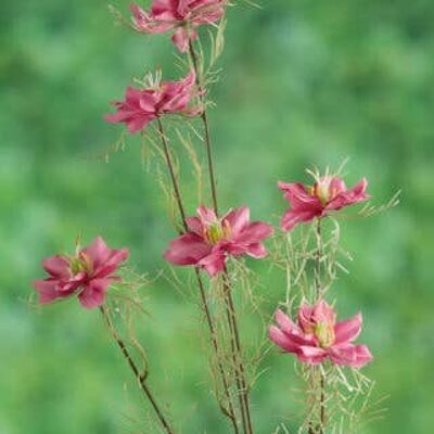 Amore rosa nella nebbia