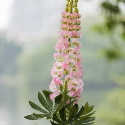 Faux lupin rose clair