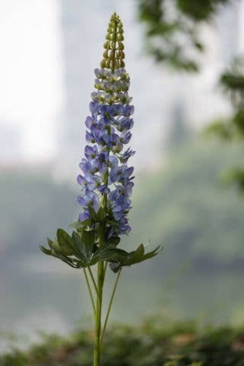 Faux Purple Lupin