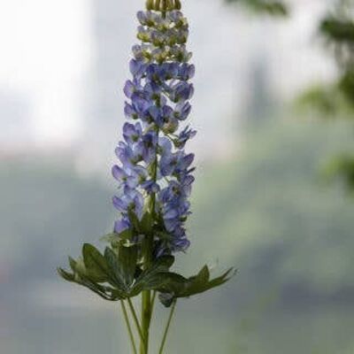 Faux lupin violet