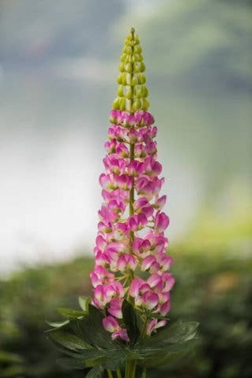 Faux Dark Pink Lupin