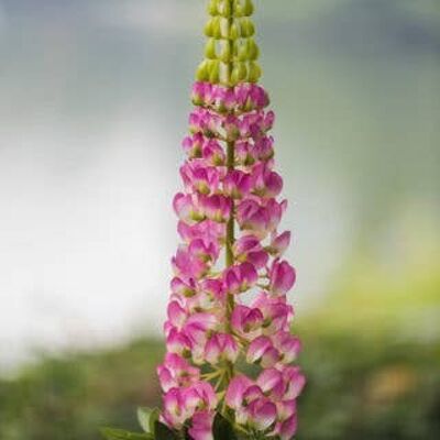 Faux Dark Pink Lupin