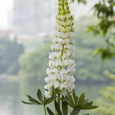 Faux lupin blanc