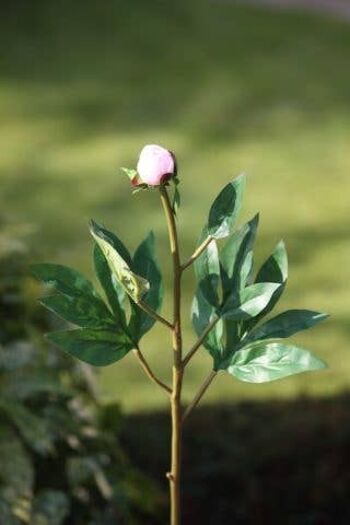 Bourgeon de pivoine rose fard à joues