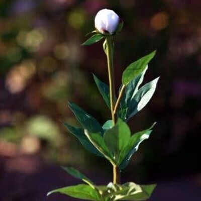 Bourgeon de pivoine blanche