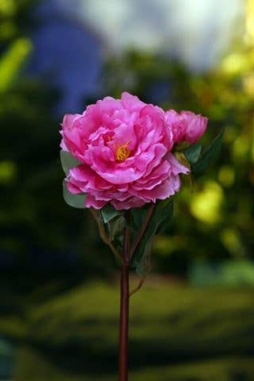 Artificial Dark Pink Peony with Bud