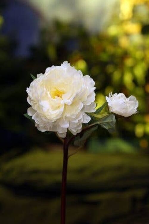 Artificial White Peony with Bud
