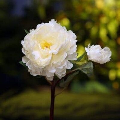 Pivoine blanche artificielle avec bourgeon