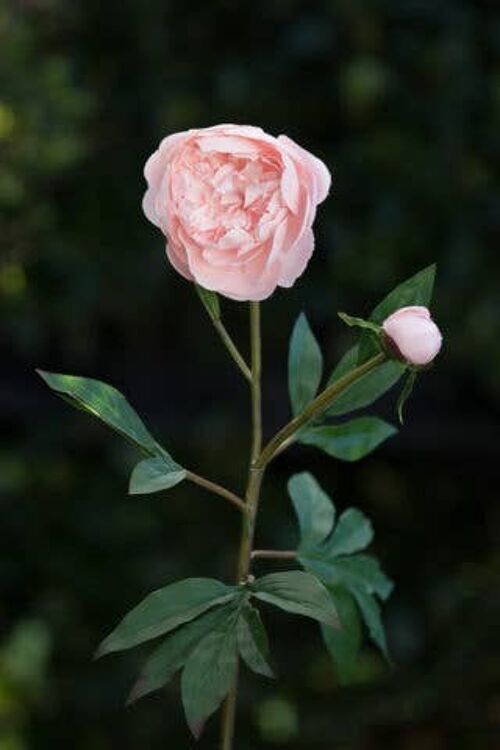 Blush Pink Japanese Frilled Peony with Bud