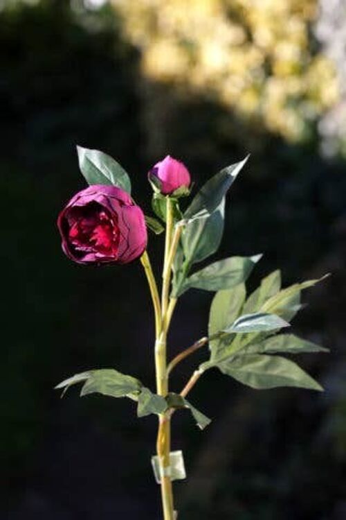 Dark Red Japanese Frilled Peony with Bud