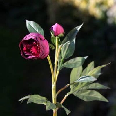 Dark Red Japanese Frilled Peony with Bud
