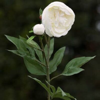 Pivoine à volants japonaise blanche avec bourgeon