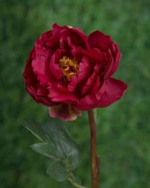 Red Open Peony