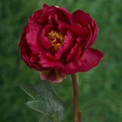 Red Open Peony