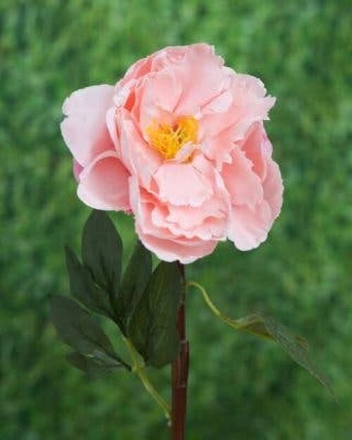 Light Pink Open Peony