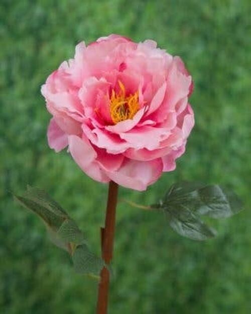 Bright Pink Open Peony