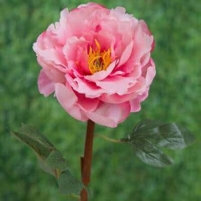 Bright Pink Open Peony