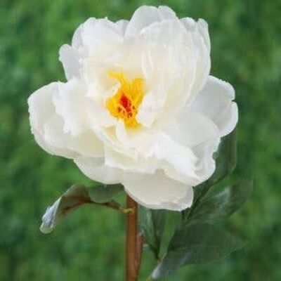 Pivoine ouverte blanche