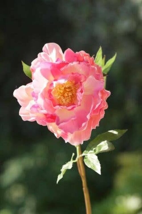 Mixed Pink Single
Full Blown Peony