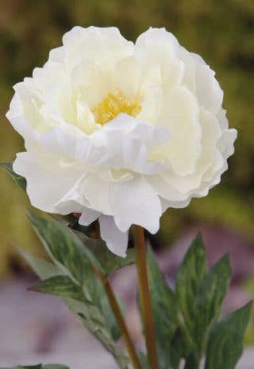 Artificial Ivory Single Full Blown Peony