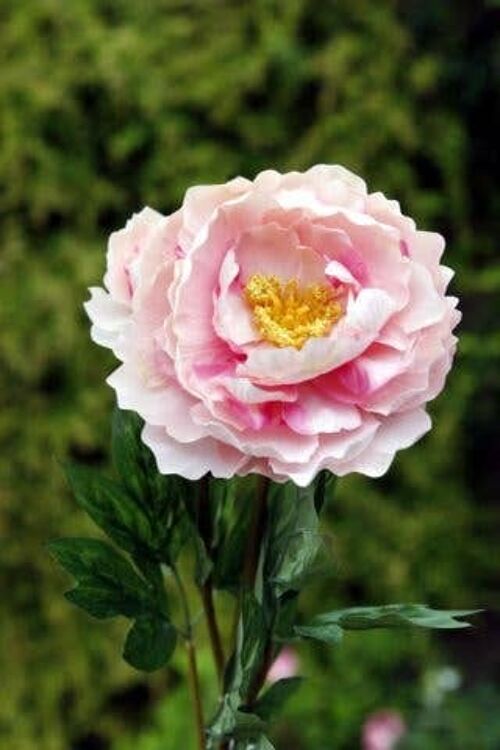 Artificial Pale Pink Single Full Blown Peony