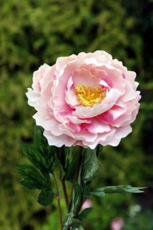 Pale Pink Single
Full Blown Peony