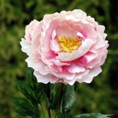 Peonia artificiale singola rosa pallido in piena fioritura