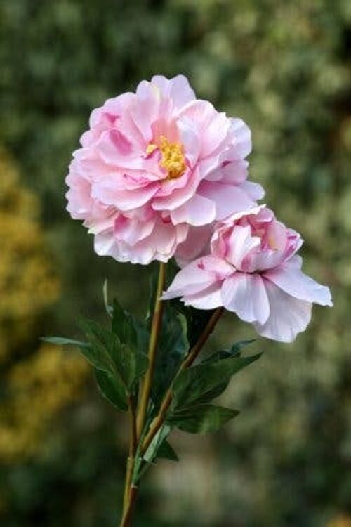 Pale Pink Full Blown Peony with Bud