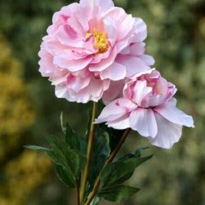 Pale Pink Full Blown Peony with Bud