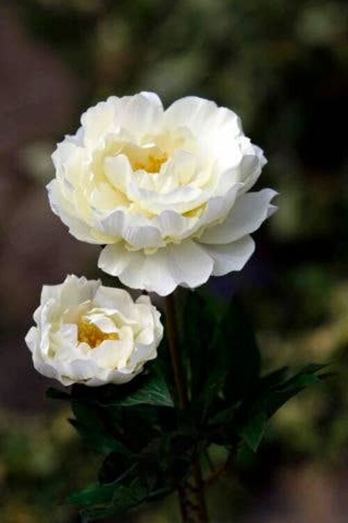 Ivory Full Blown Peony with Bud