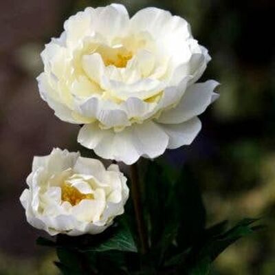 Artificial Ivory Full Blown Peony with Bud