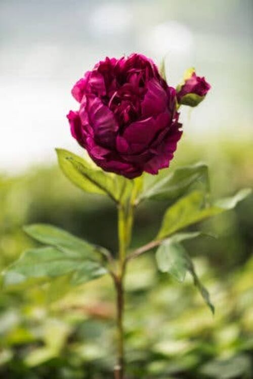 Artificial  Double Full petalled deep burgundy  Peony with bud