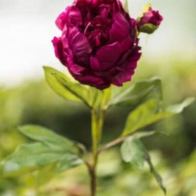 Peonia artificiale di colore bordeaux intenso con petali doppi e bocciolo