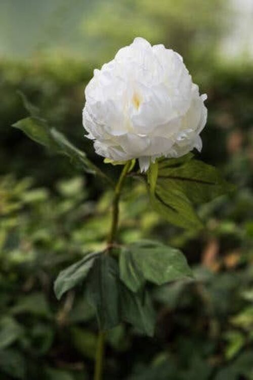 White Double Full petalled Peony with bud