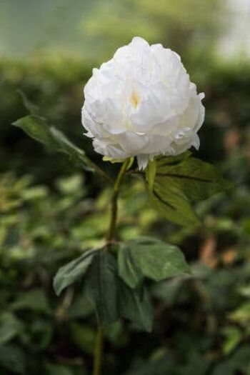 Pivoine blanche artificielle à double pétale avec bourgeon 1