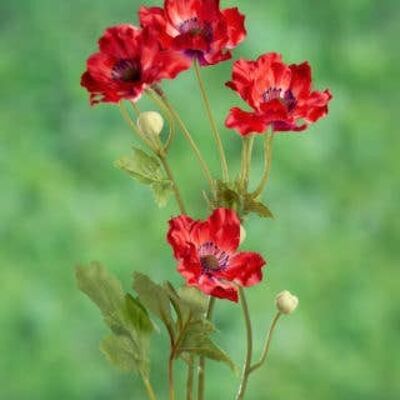 Coquelicot rouge