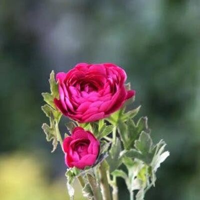 Dark Pink Ranunculus