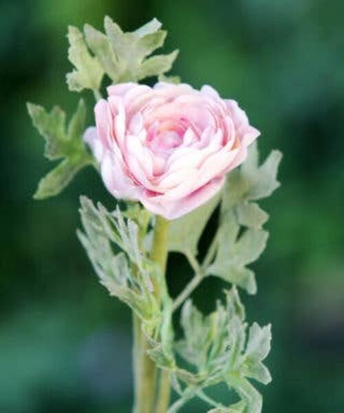 Pale Pink Ranunculus